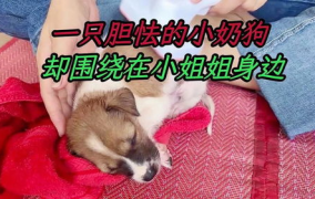 小姐姐撩小奶狗表情包,小姐姐撩人表情包大揭秘